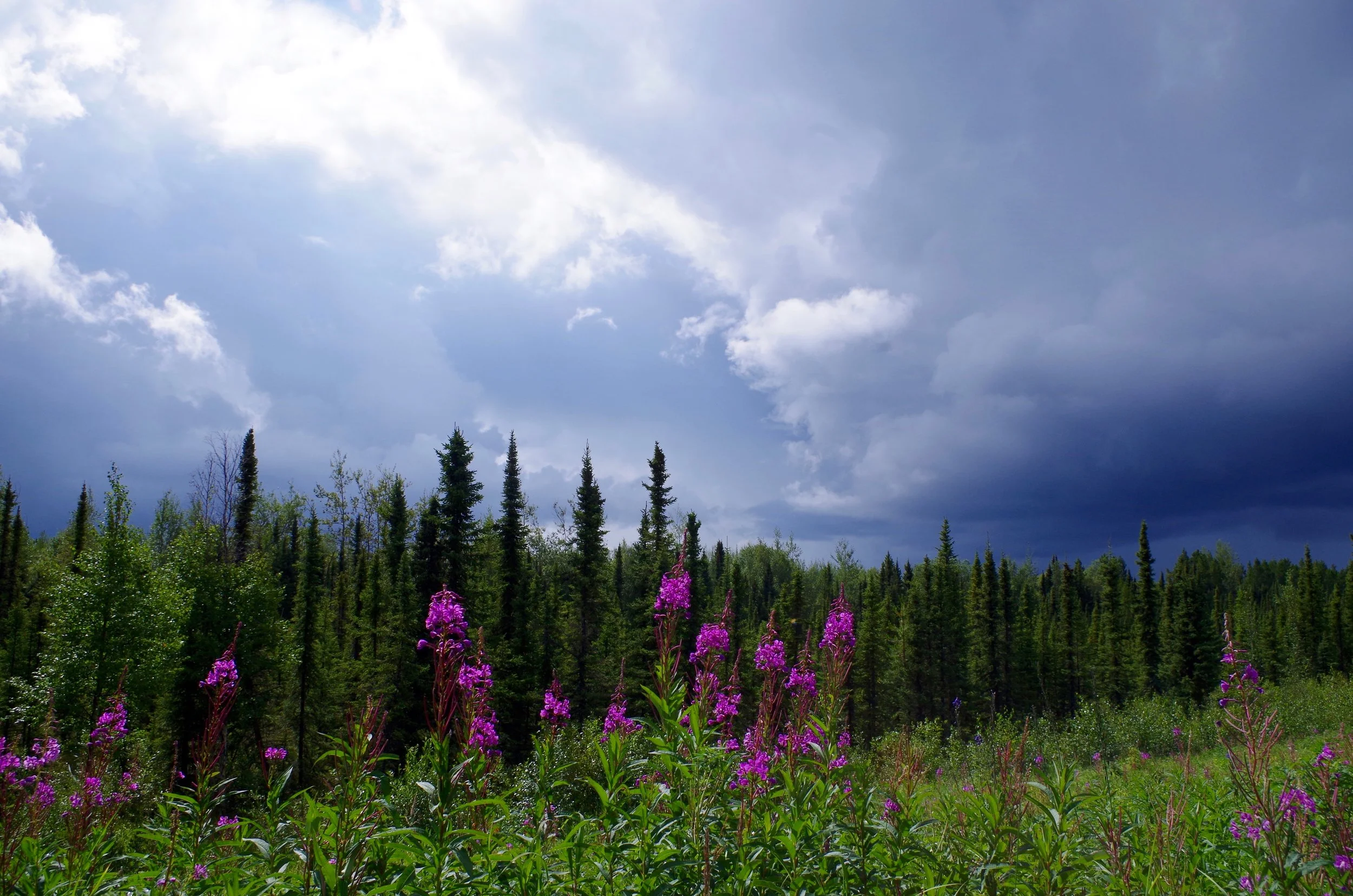 Fireweed and black spruce. (Photo Credit: Trina Moyles)