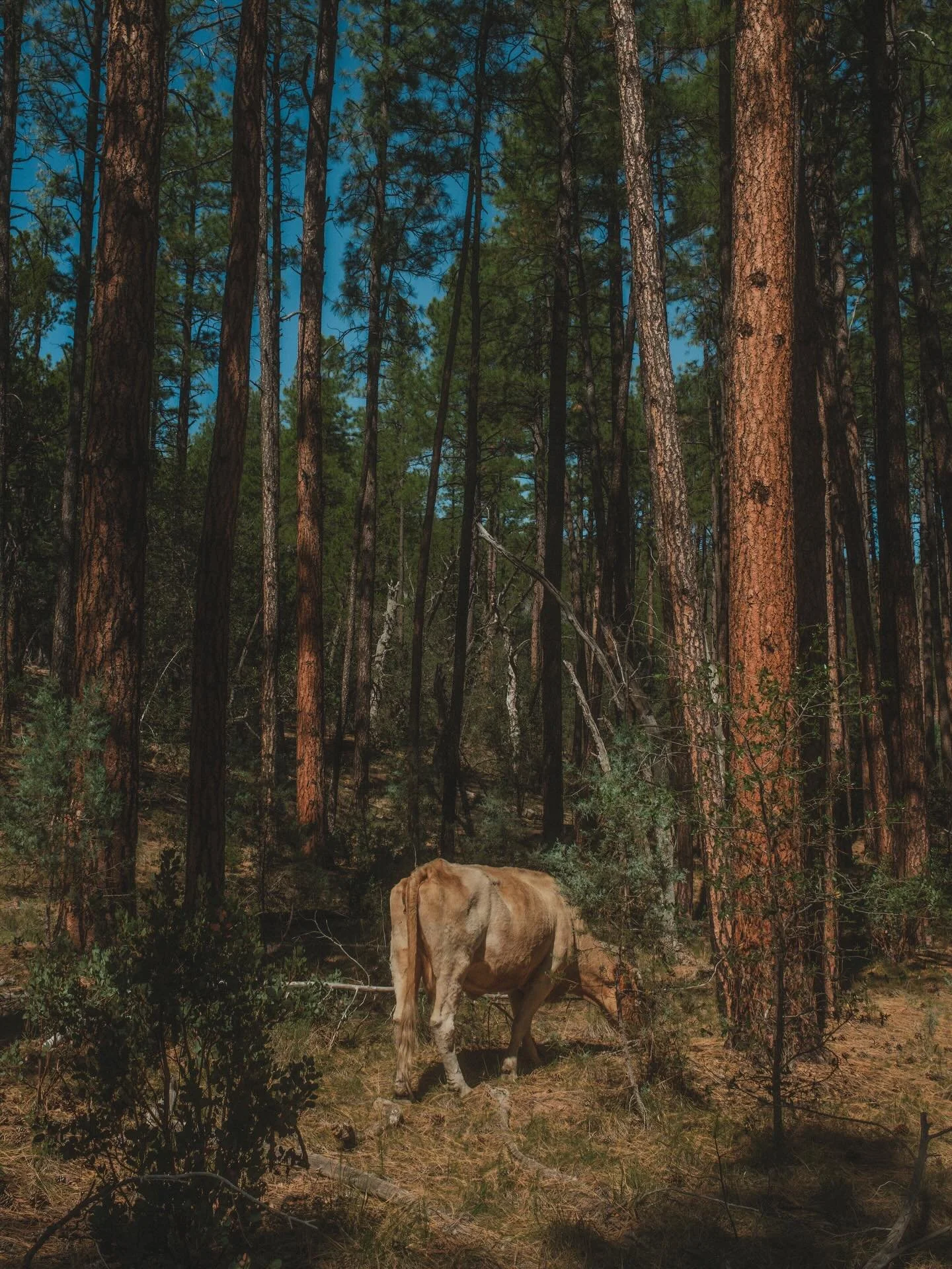 Cow Butt. Happy New Year.