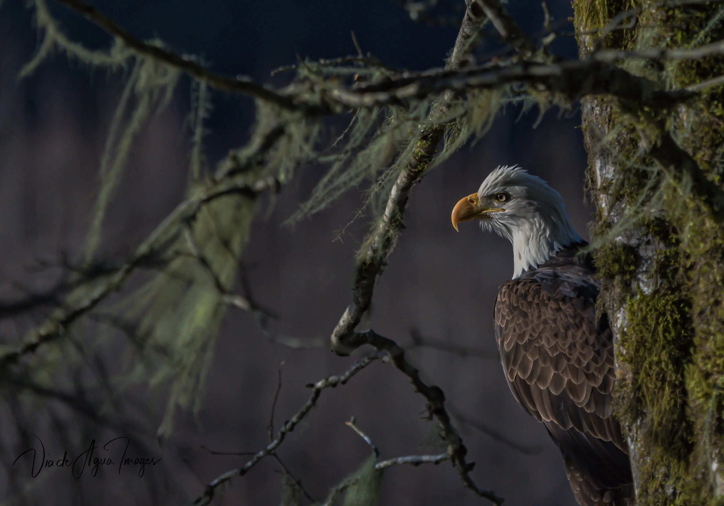 DSC_6417-Edit.JPG