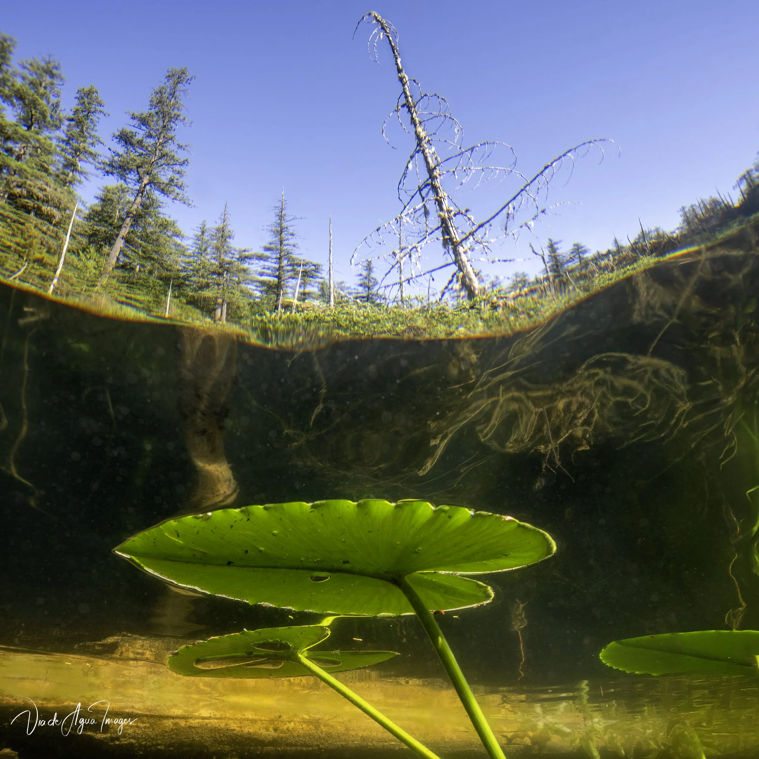 VDA_6494-Edit.JPG