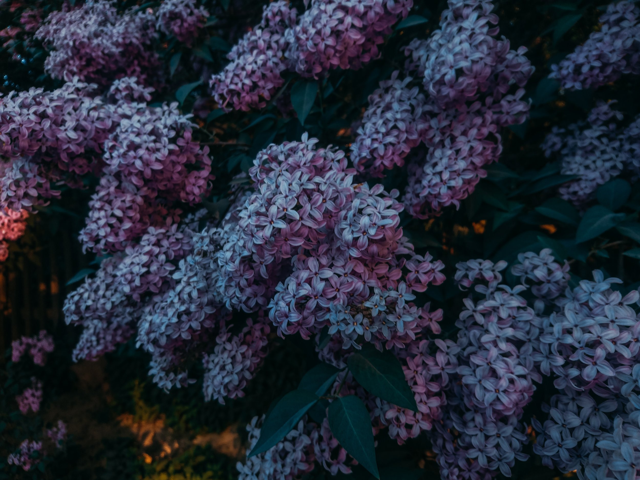 irina-kostenich-663200-unsplash.jpg