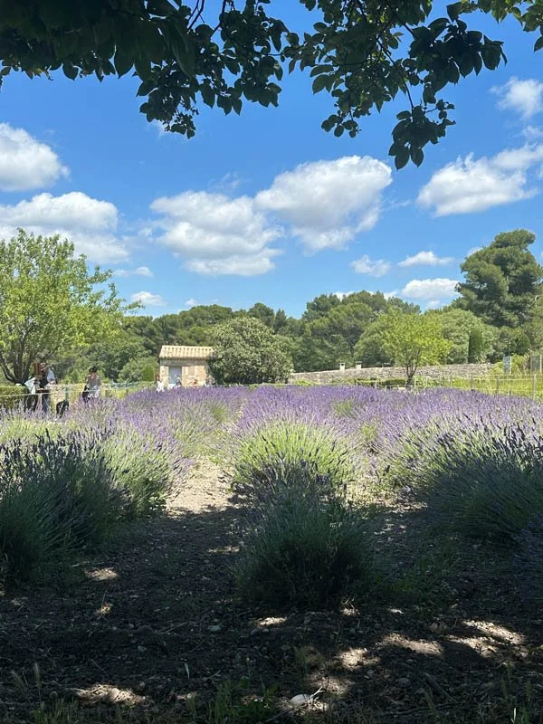 Van Gogh's Garden.jpg