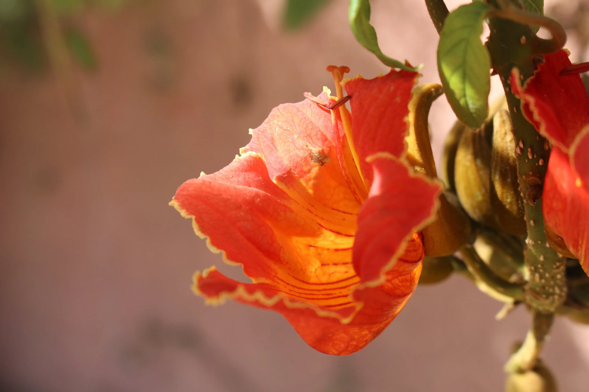 two: african tulip tree