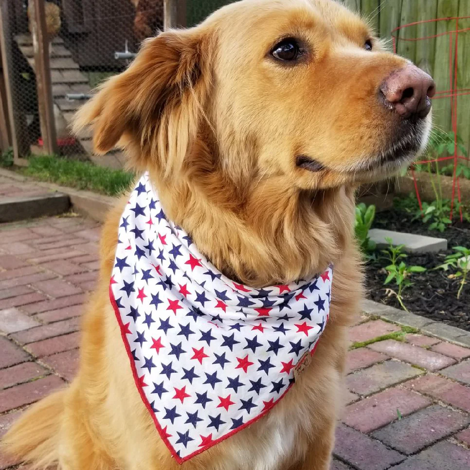 red white and blue dog bandana