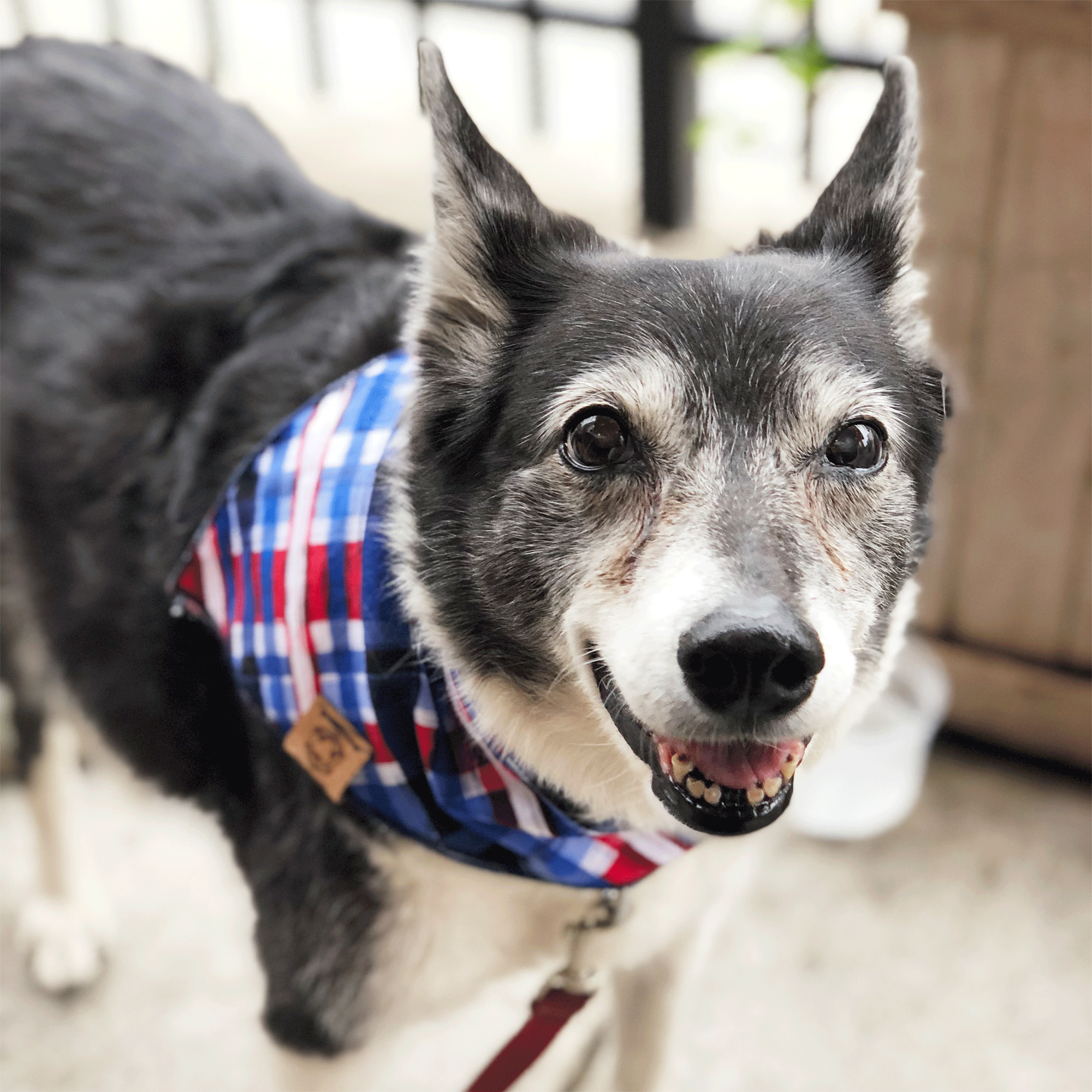 red white and blue dog bandana