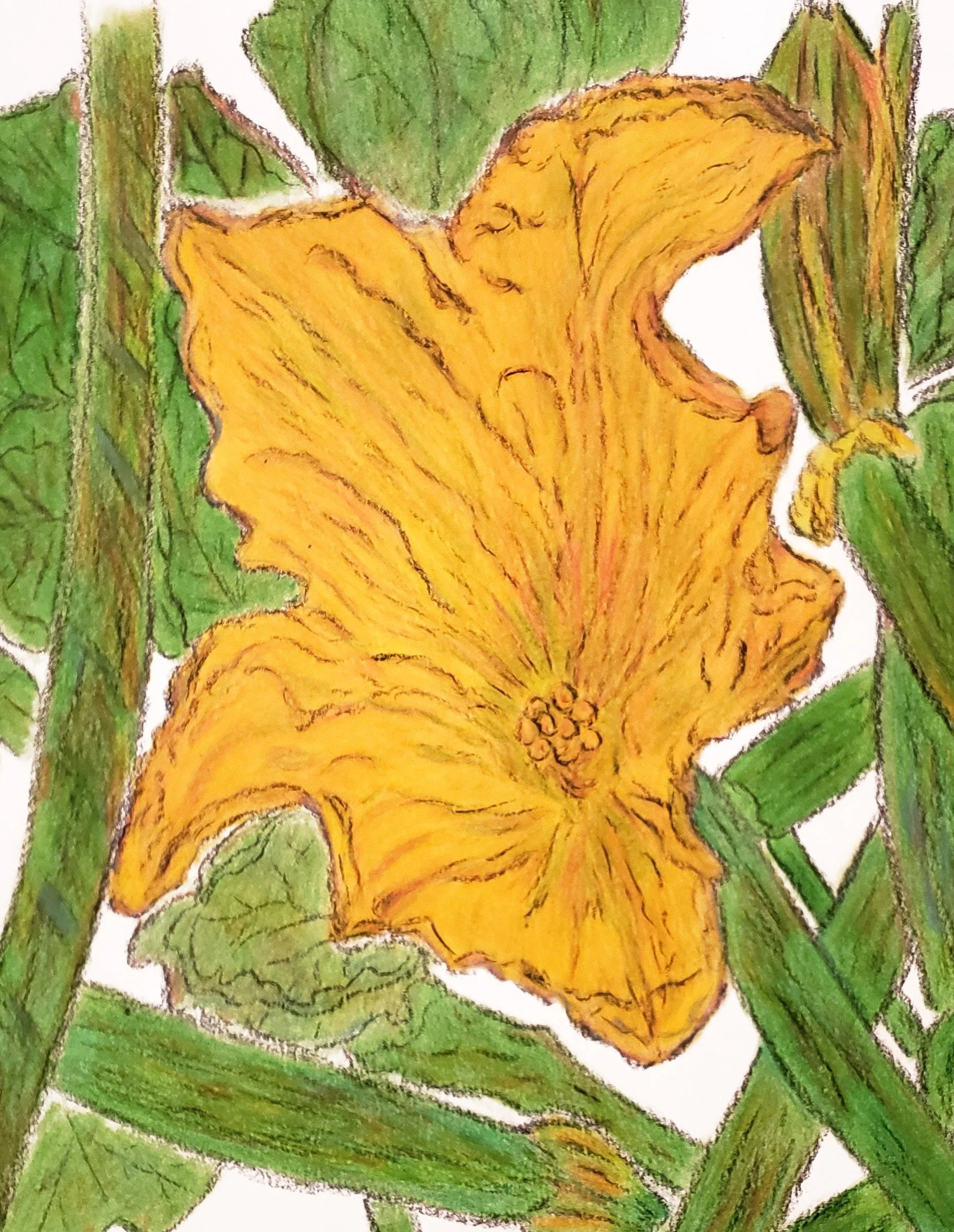 The Courgettes