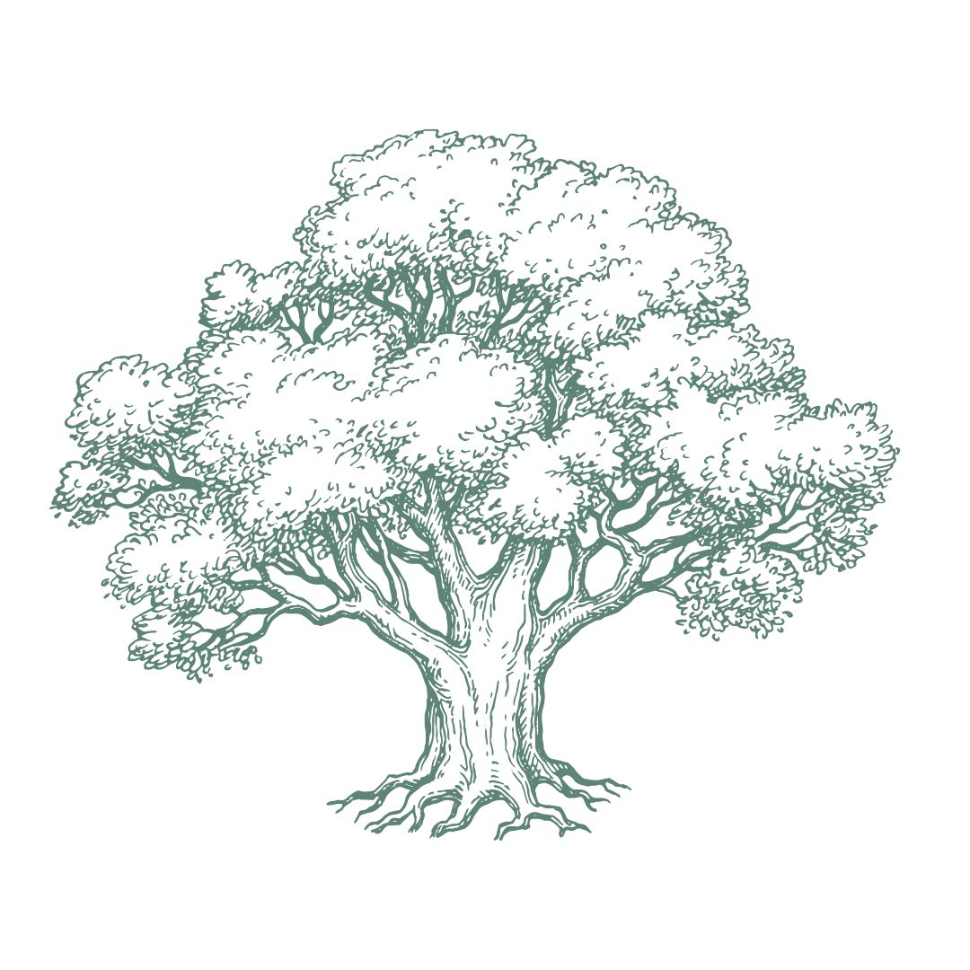 A detailed illustration of a large, mature tree with a thick trunk and sprawling branches filled with leaves.