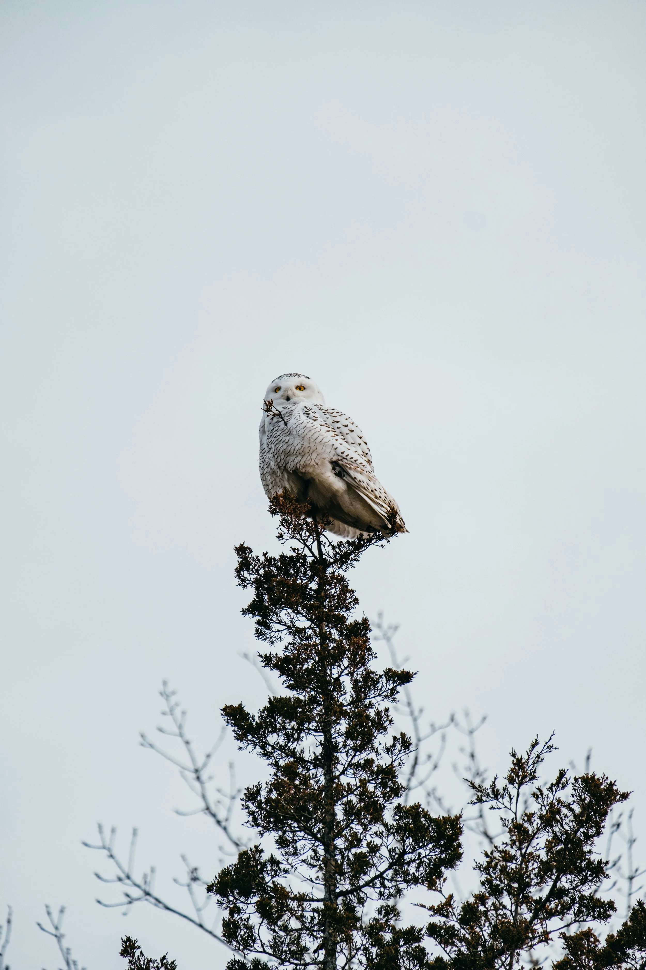 SnowOwl_ShelburneVT_PeteCurialle_4077.jpg