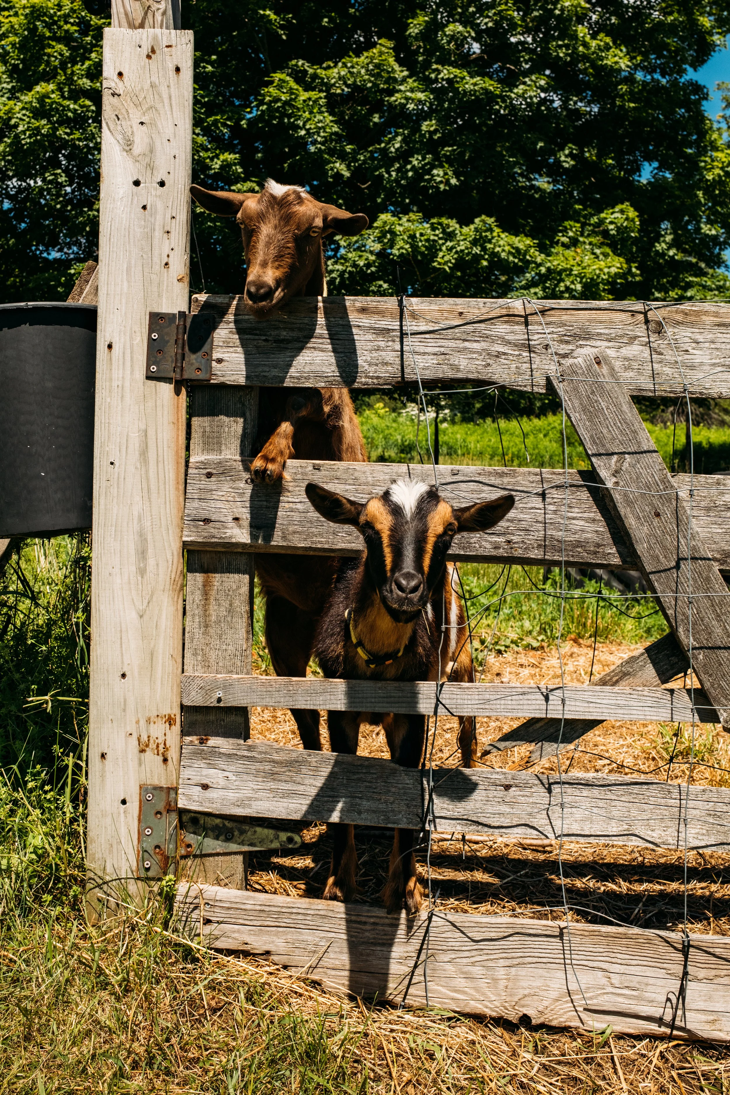 DuttonBerryFarm_ManchesterVT_PeteCurialle_8159.jpg