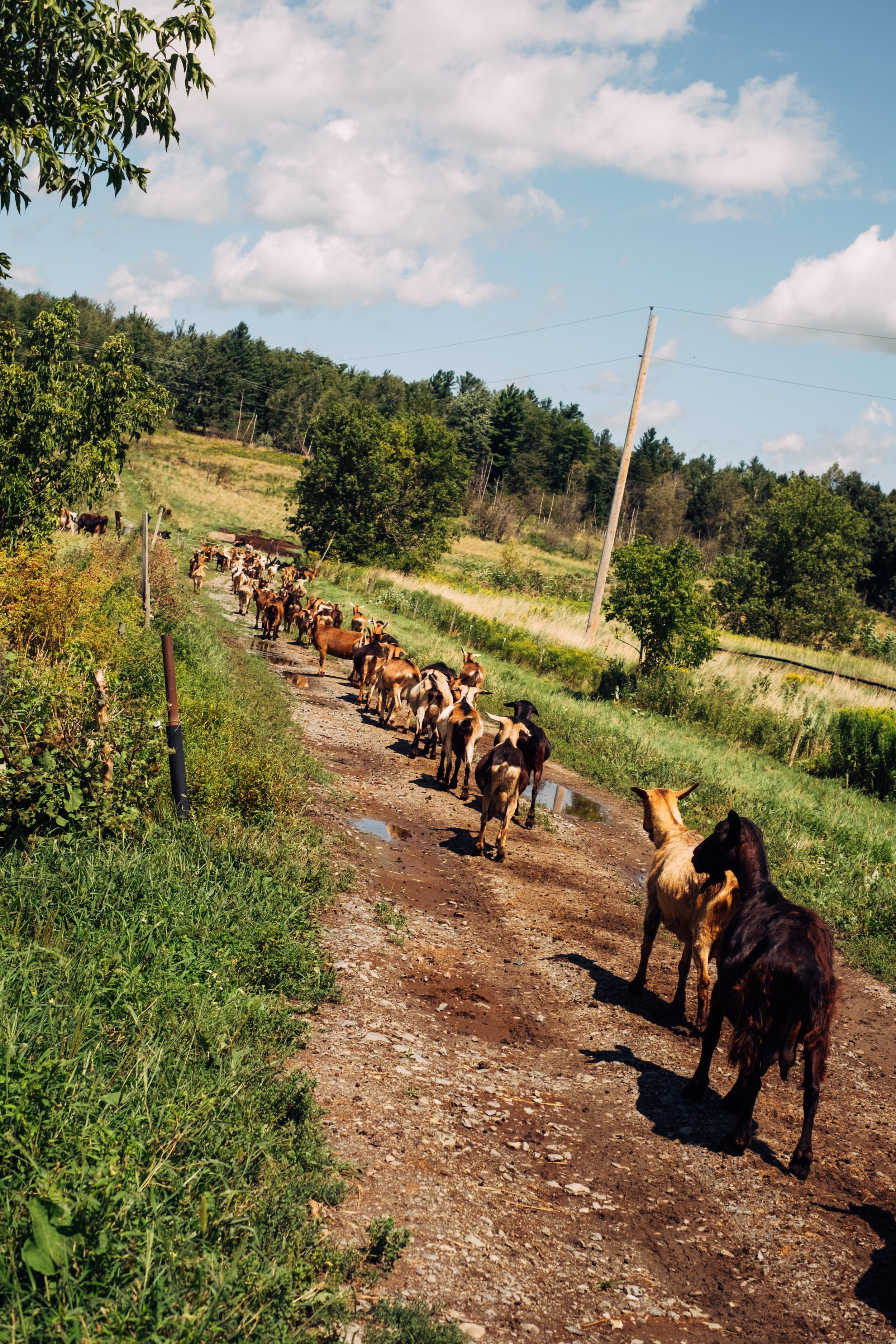 MissisquoiValleyRailTrail_EnosburgVT_PeteCurialle_4127.jpg