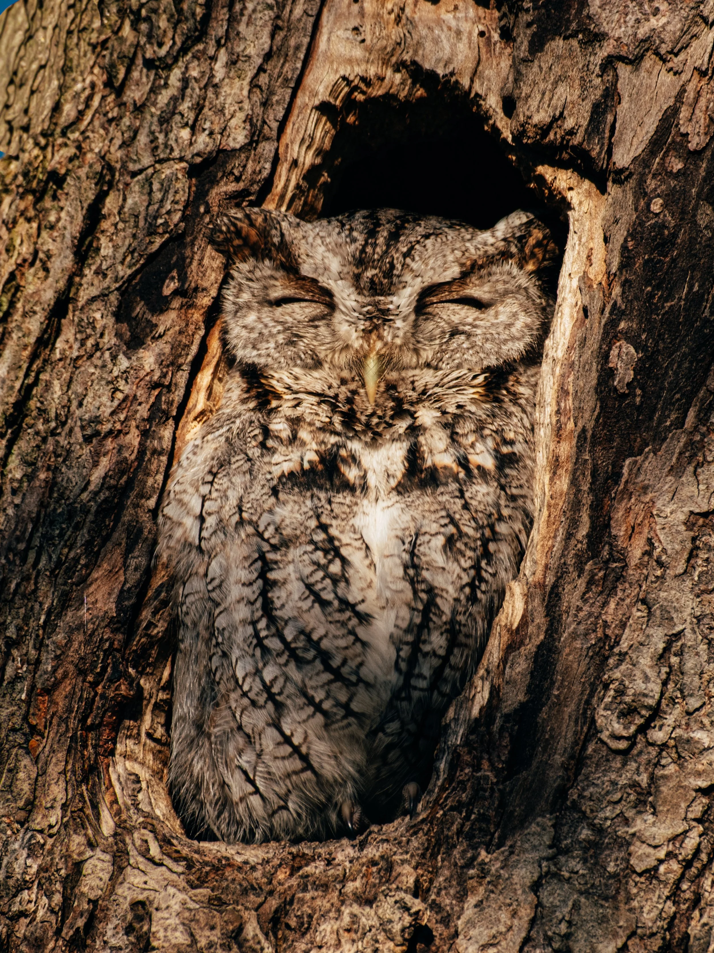 Owl_ColchesterVT_PeteCurialle_2288-3.jpg