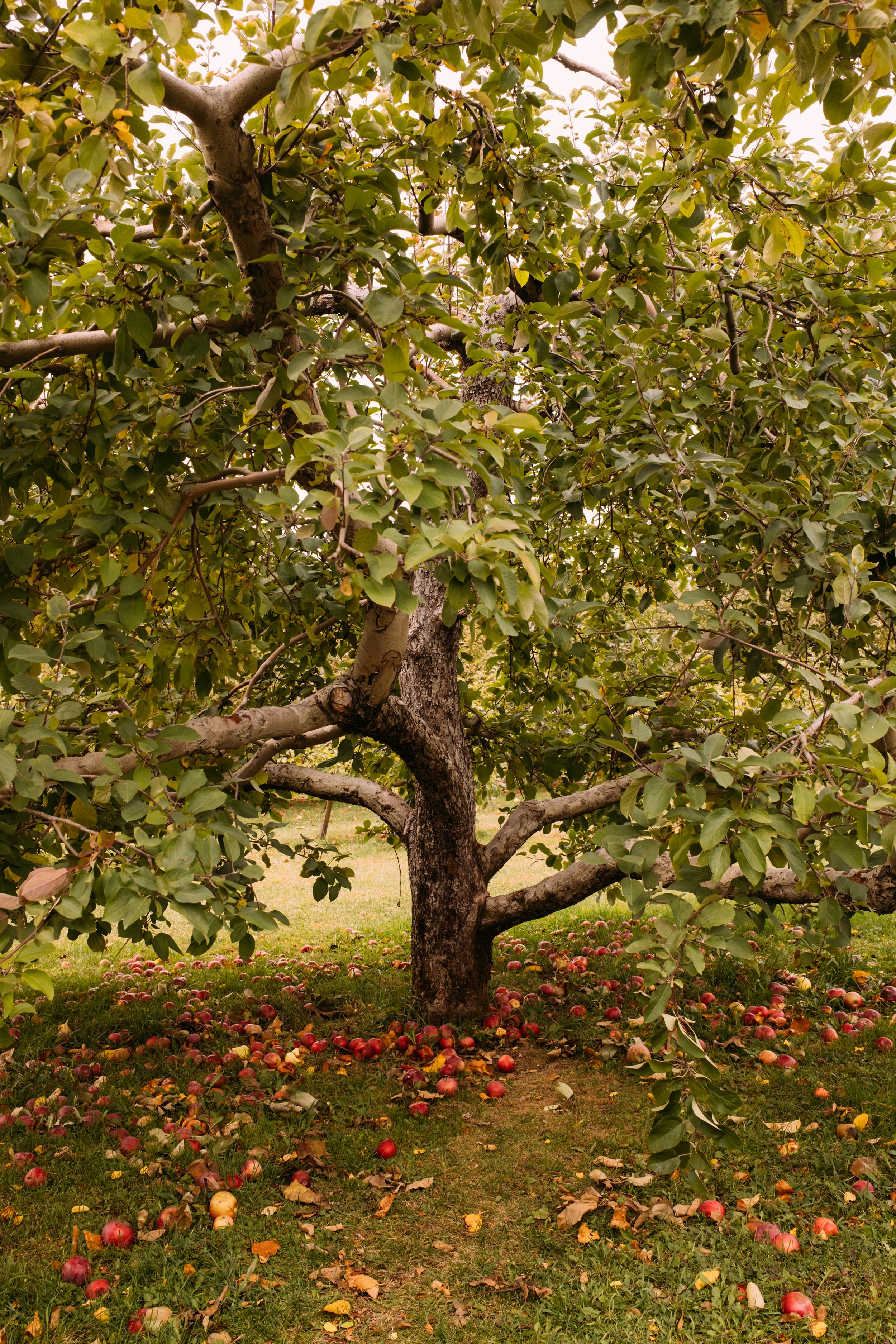 YatesOrchard_MonktonVT_PeteCurialle_4551.jpg