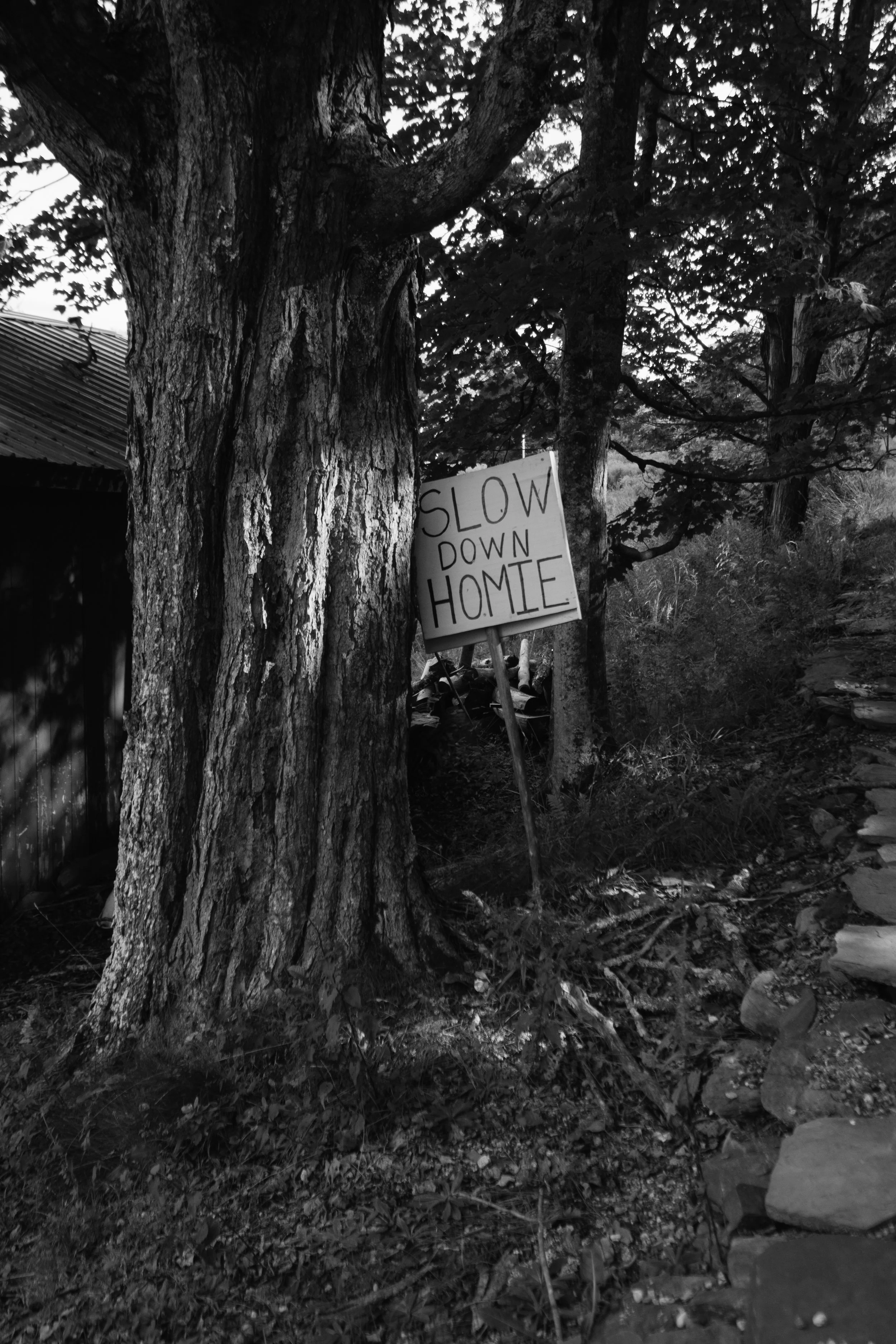 CottonBrookRide_WaterburyVT_PeteCurialle_1979.jpg