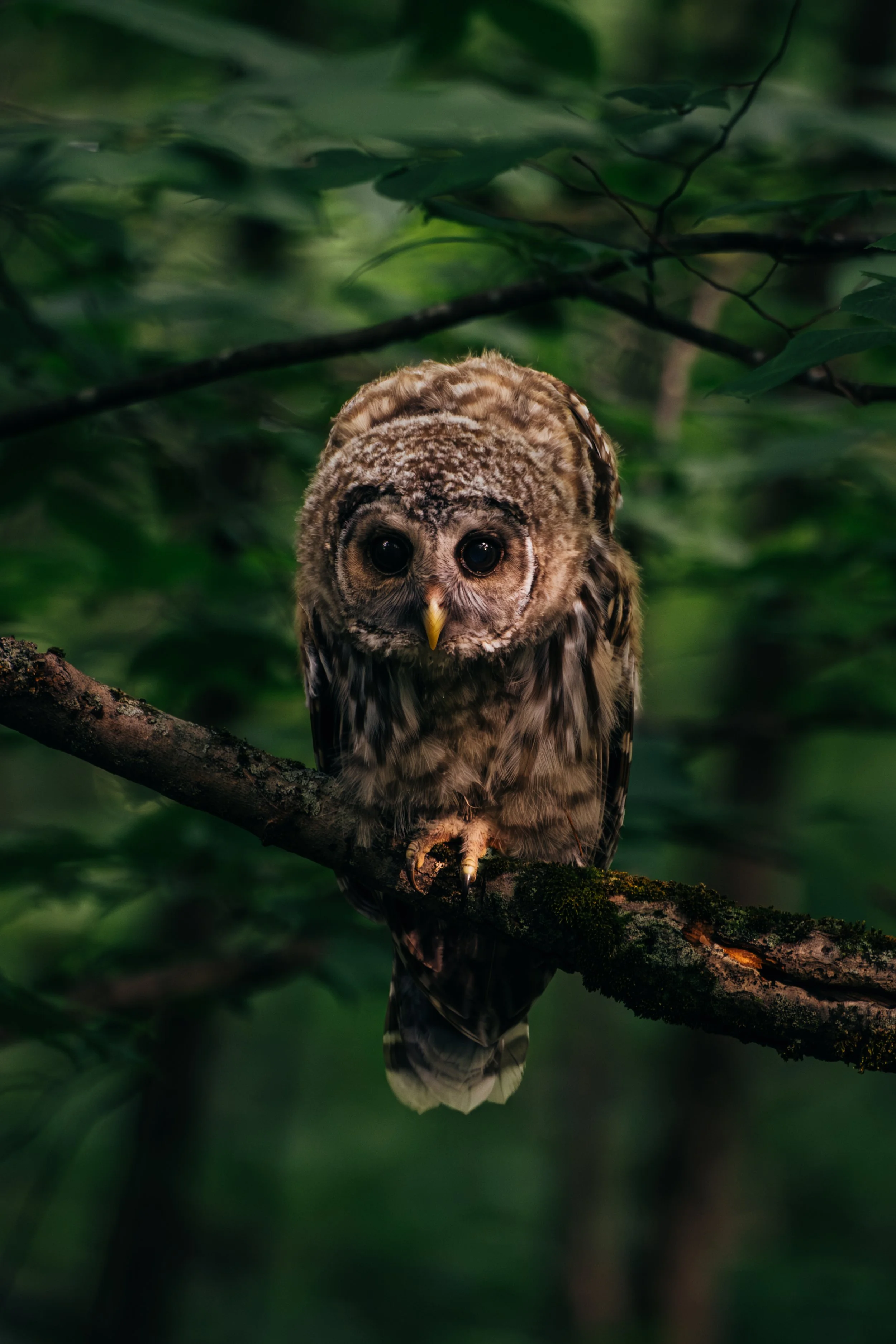 BarredOwl_BurlingtonVT_PeteCurialle_1152.jpg