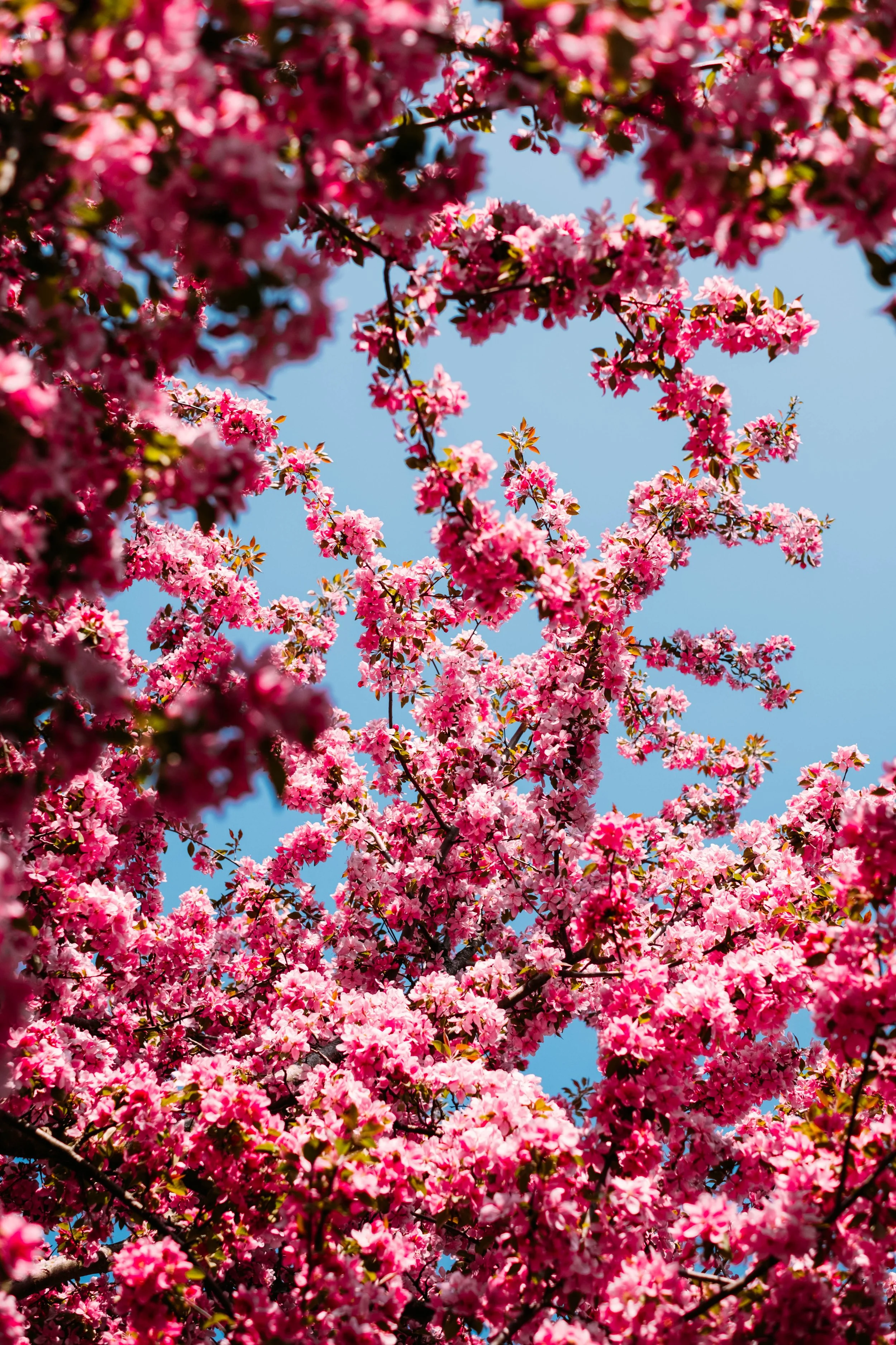 Spring_BurlingtonVT_PeteCurialle_3444.jpg