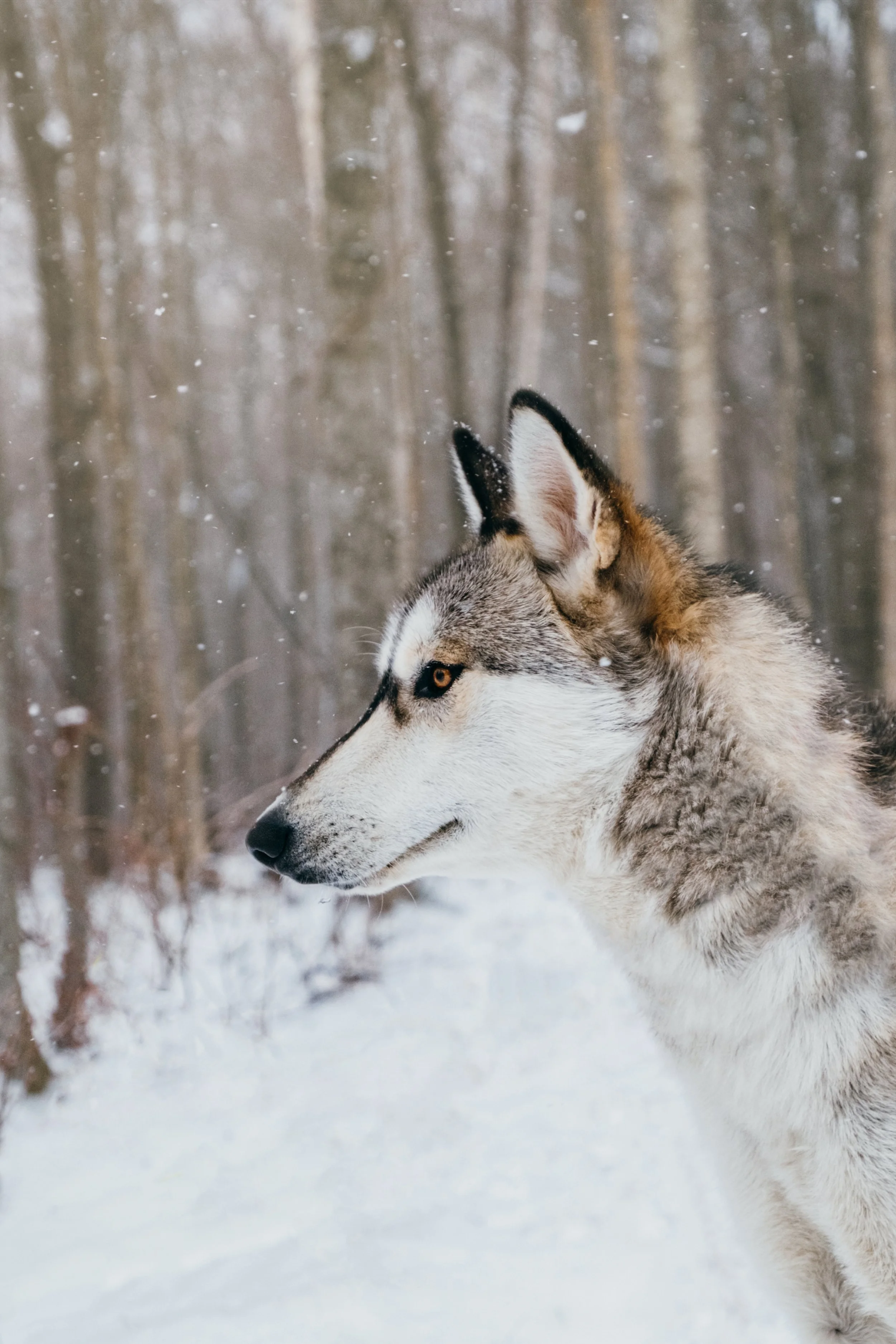DarkstarCabin_HuntingtonVT_PeteCurialle_6661-2.jpg