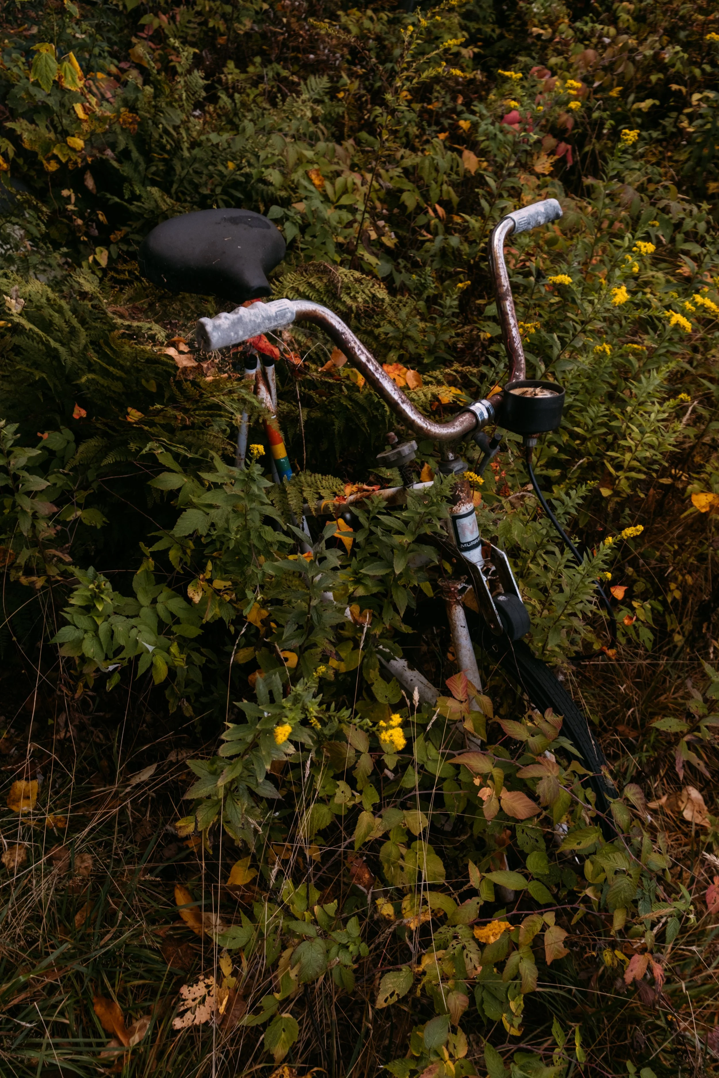 LoversLane_MoretownVT_PeteCurialle_3904.jpg