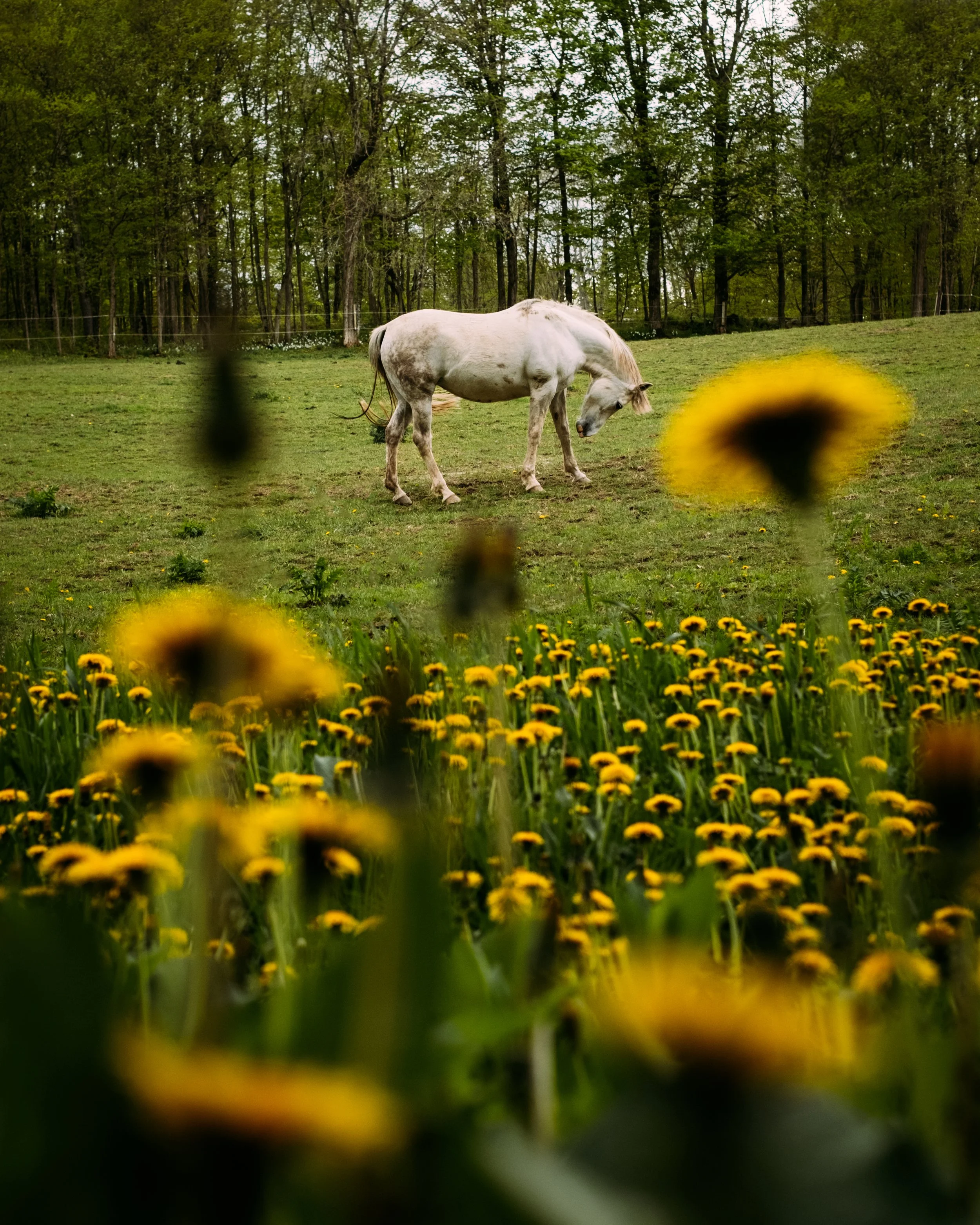 GravelRide_CharlotteVT_PeteCurialle_3147-2.jpg