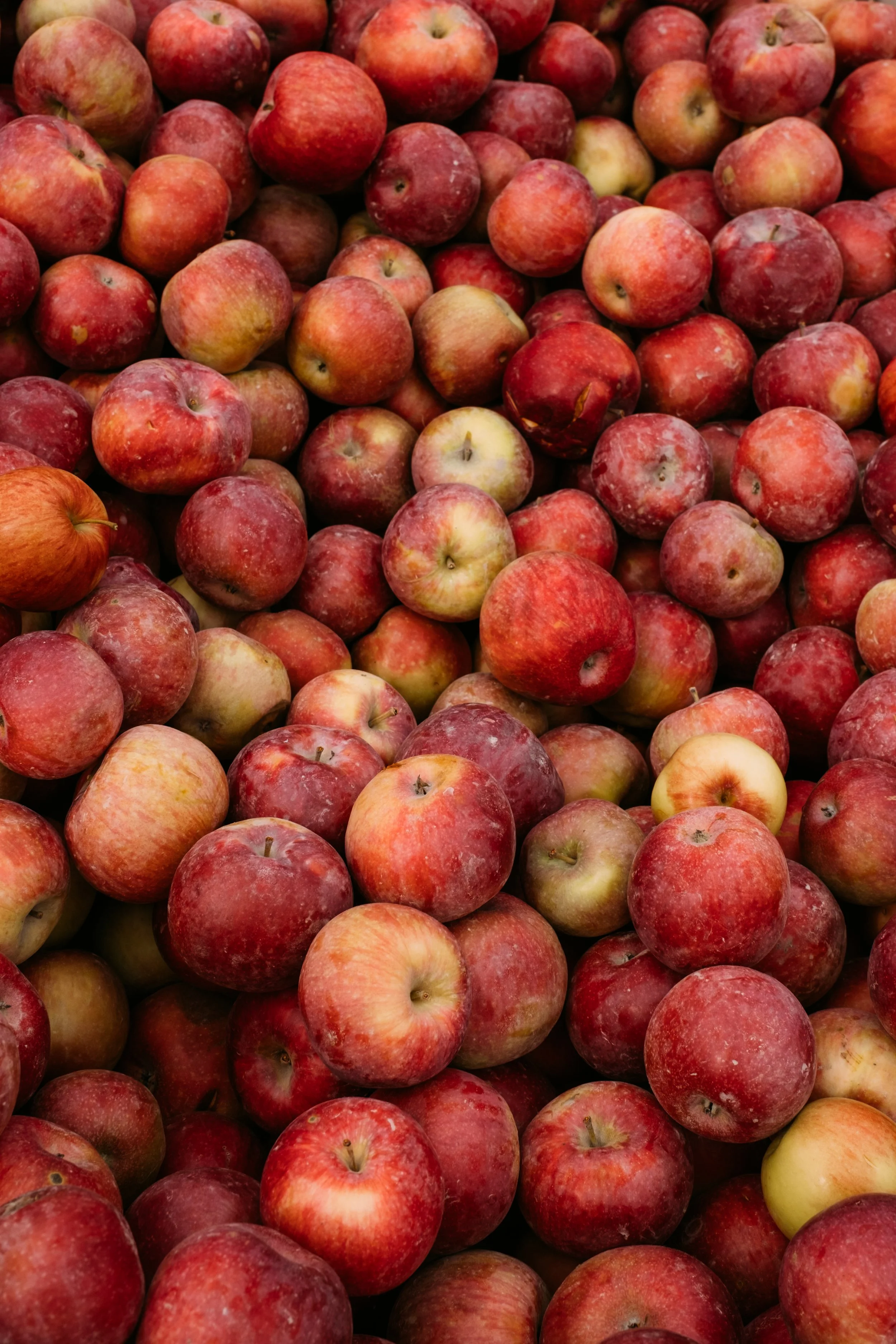 YatesOrchard_MonktonVT_PeteCurialle_4546.jpg
