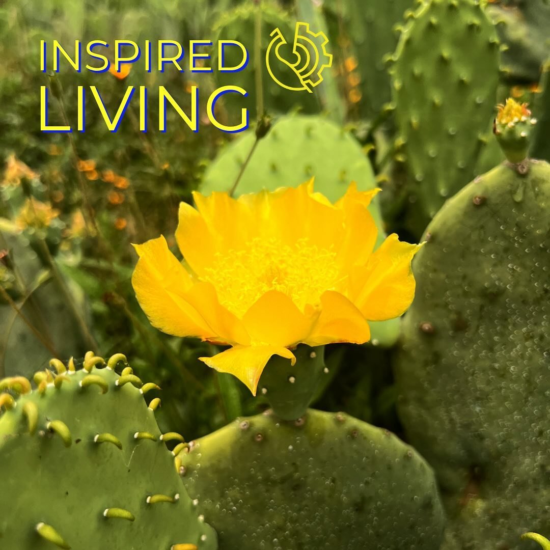 🌵&rdquo;There is beauty and reward to be experienced in life if we can persevere and work through the prickly and painful, never give up.&rdquo; Dr. Alina Kulczycki 

@boutiquebodyworks 
Access the Toolbox at: www.boutiquebodyworks.com
YouTube Free 