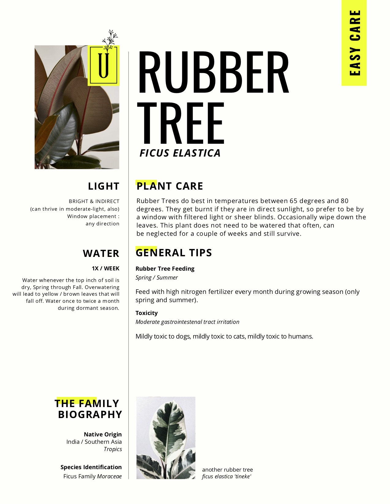 Rubber.jpg