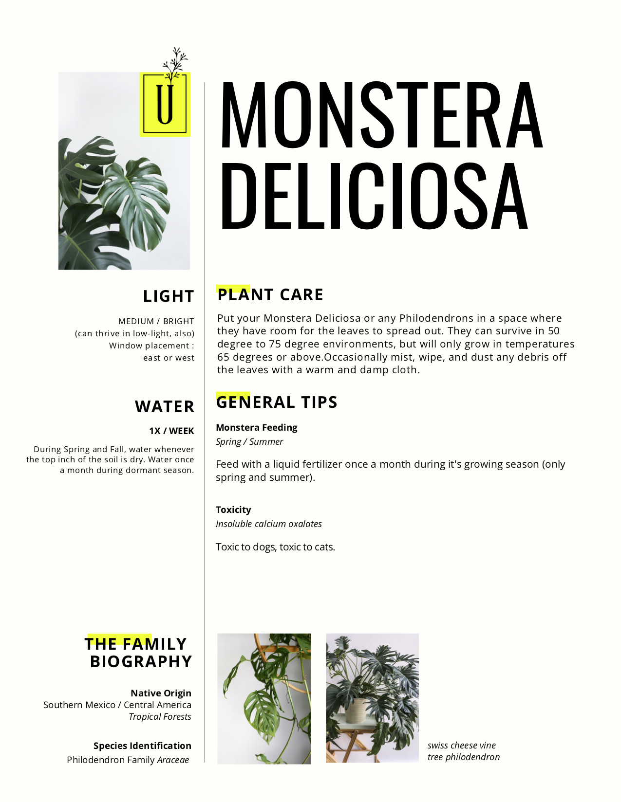 Monstera.jpg