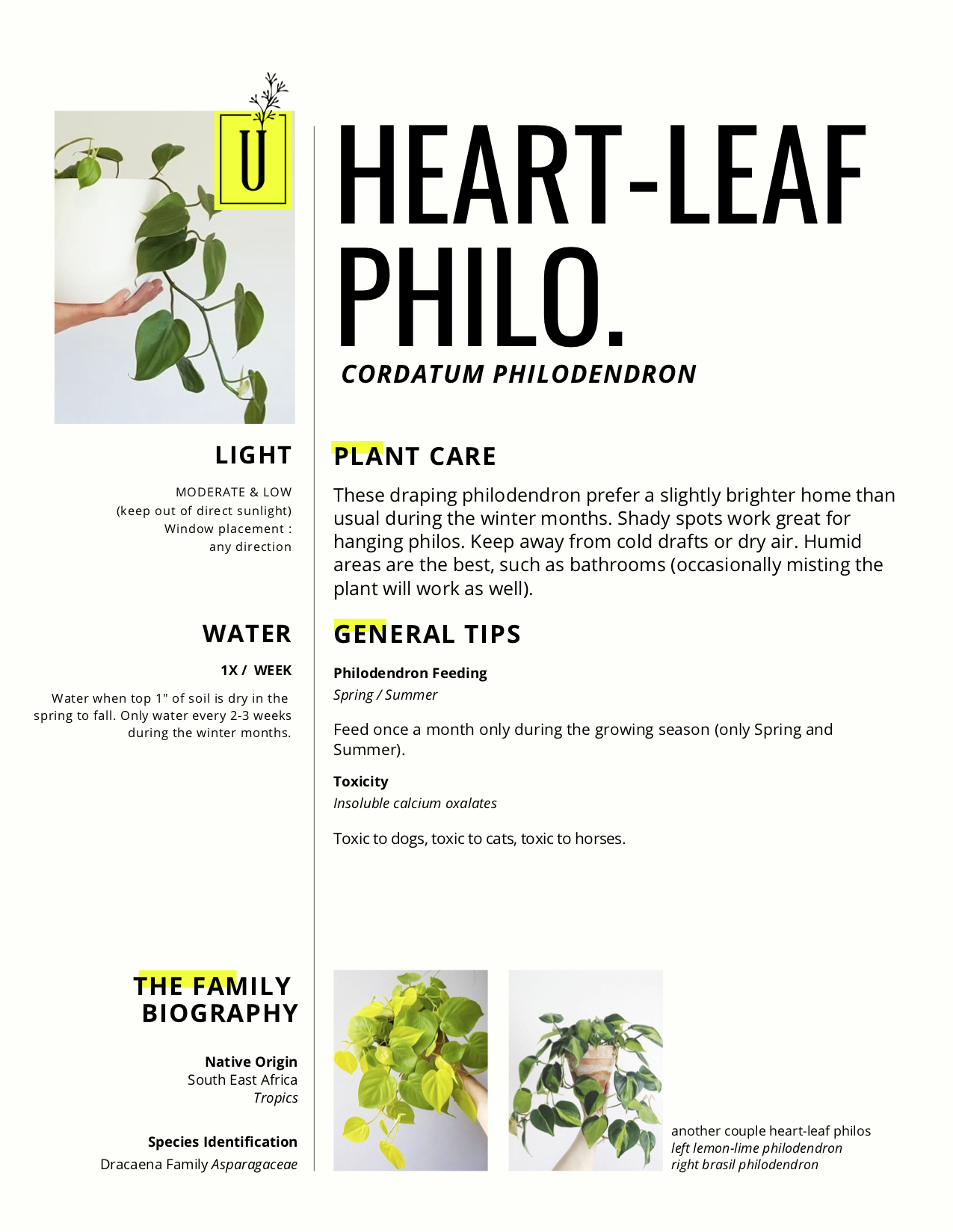 heart-leaf.jpg