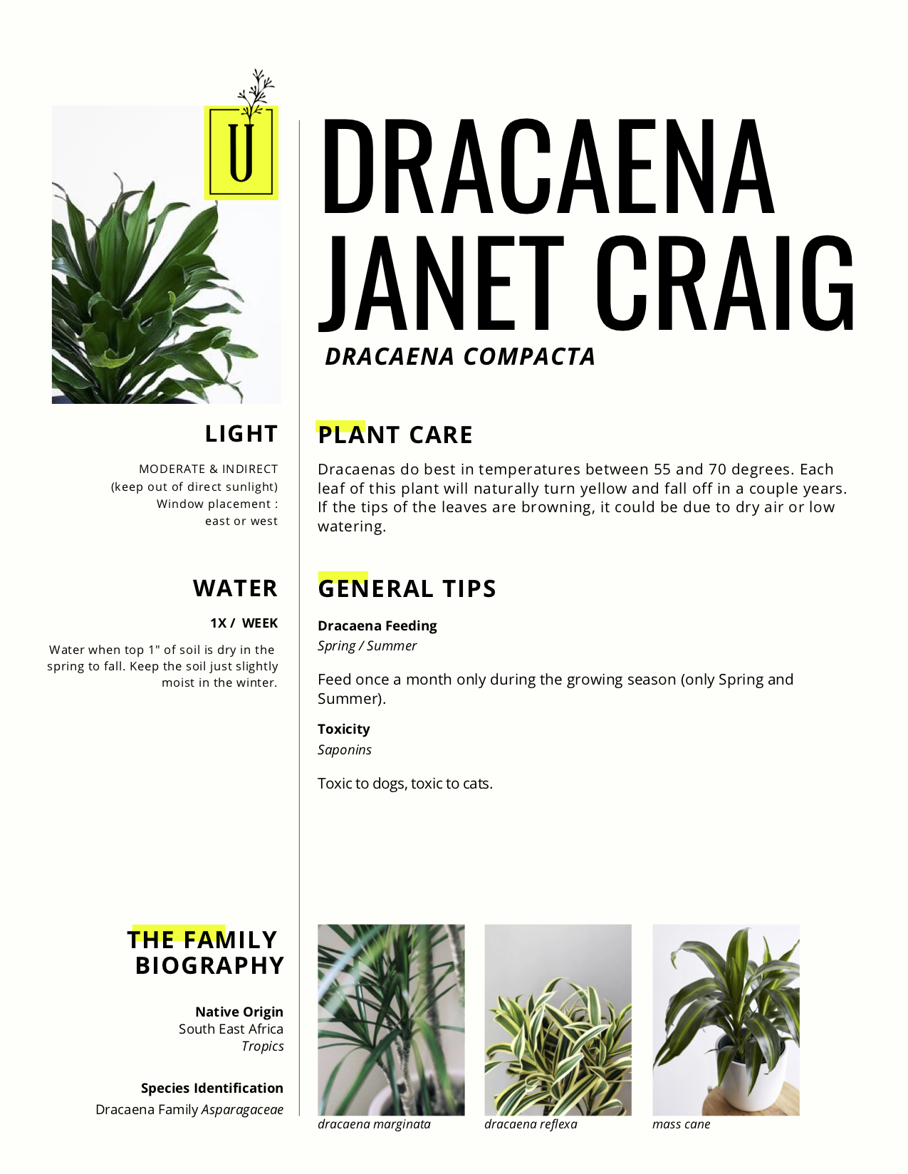 dracaena.jpg