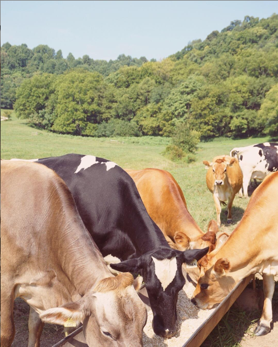 hatcher family dairy.png