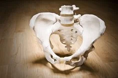 pelvis post.jpg