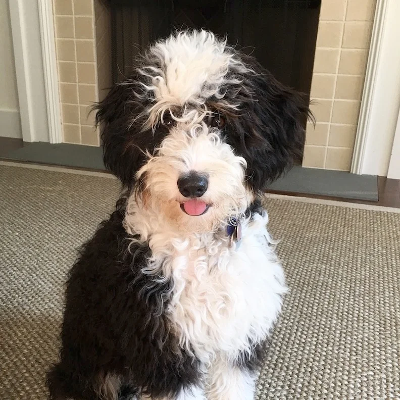 private puppy trainer