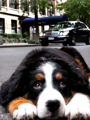 bernese-mountain-dog-training-nyc