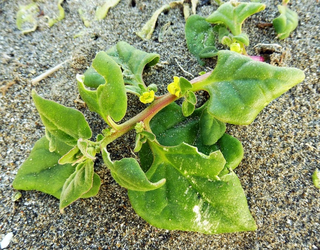 Warrigal Greens.jpg