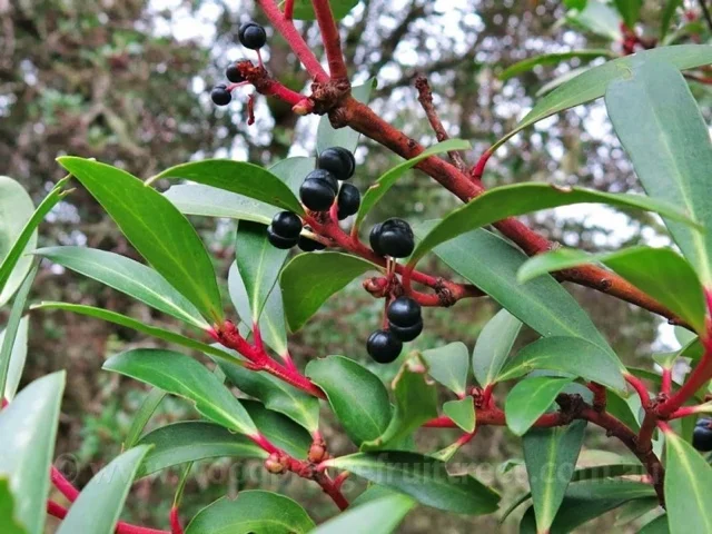 pepperberry.jpg