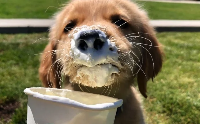 puppaccino