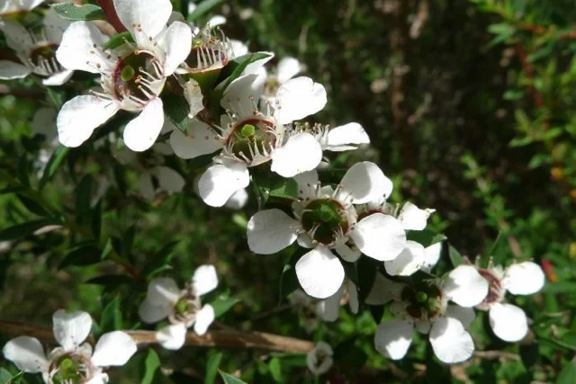 manuka.jpg