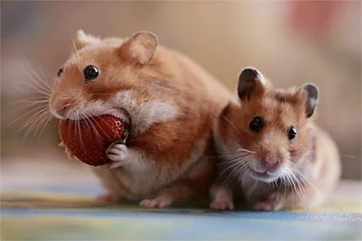 hamsterkauf