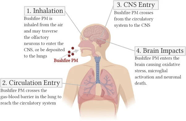 bushfire brain