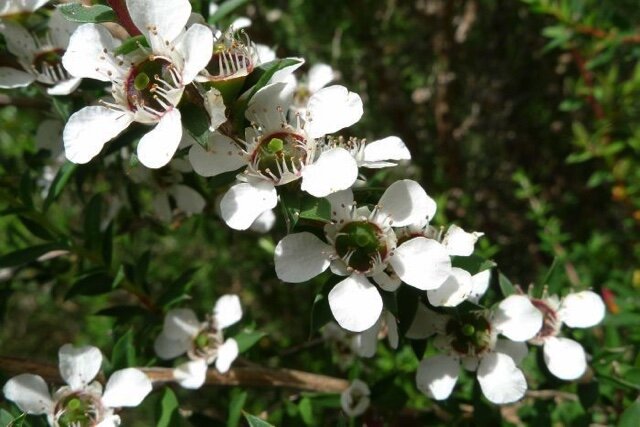 manuka or tea-tree