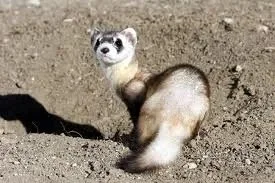 reverse ferret