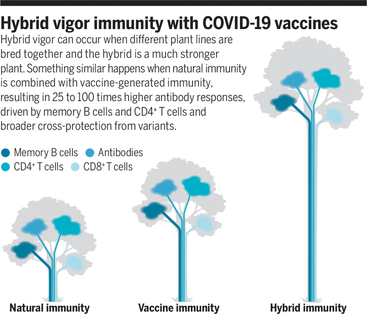 hybrid immunity