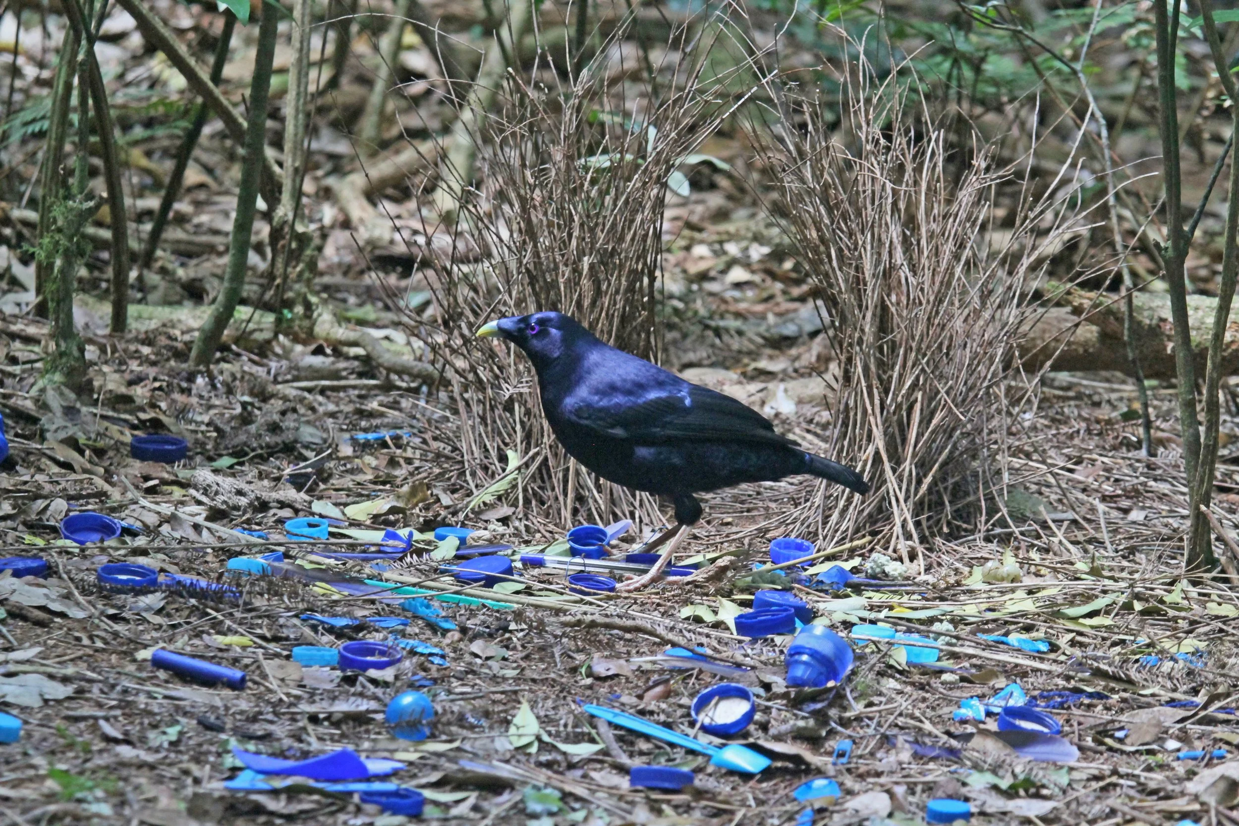 The Feel of a Word: bowerbird