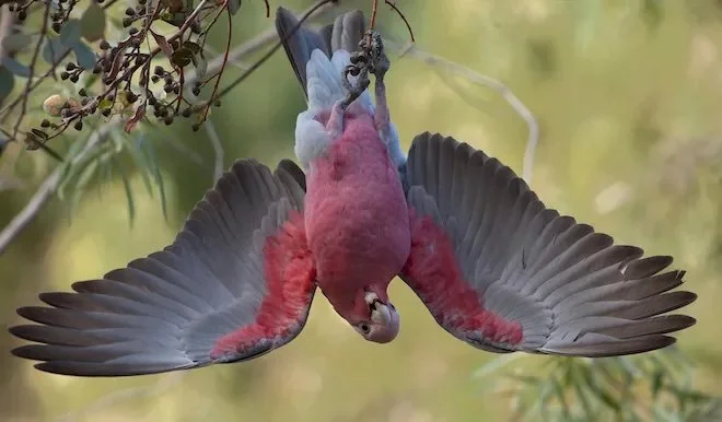 The Feel of a Word: cockatoo, galah, mopoke.