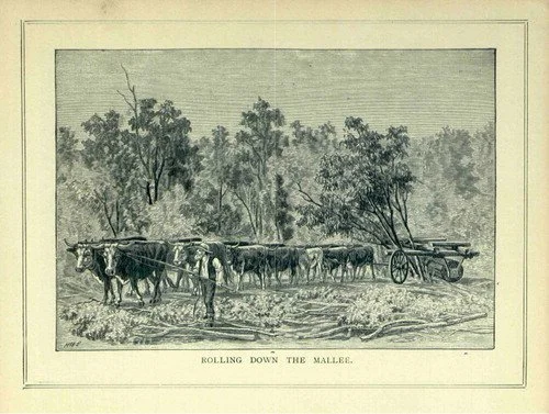 The Feel of a Word: mallee
