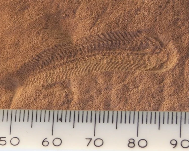 state fossil