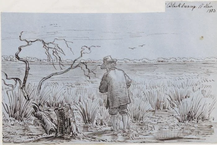 The Feel of a Word: swamp