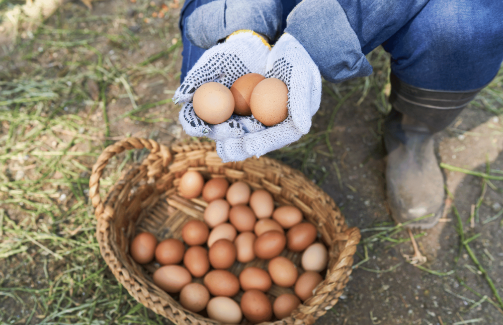regenerative egg