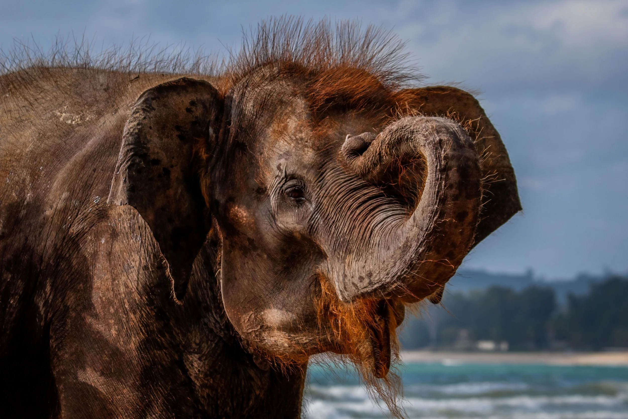 Thailand_Elephant_on_beach_Phuket_Tambon_Kamala.jpg