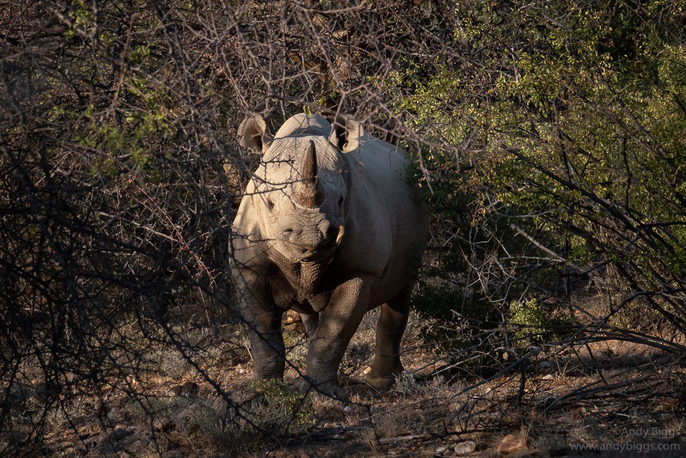 Rhino-Tracking_Andy-Biggs.jpg (Copy) (Copy) (Copy) (Copy) (Copy) (Copy) (Copy) (Copy) (Copy) (Copy) (Copy) (Copy)