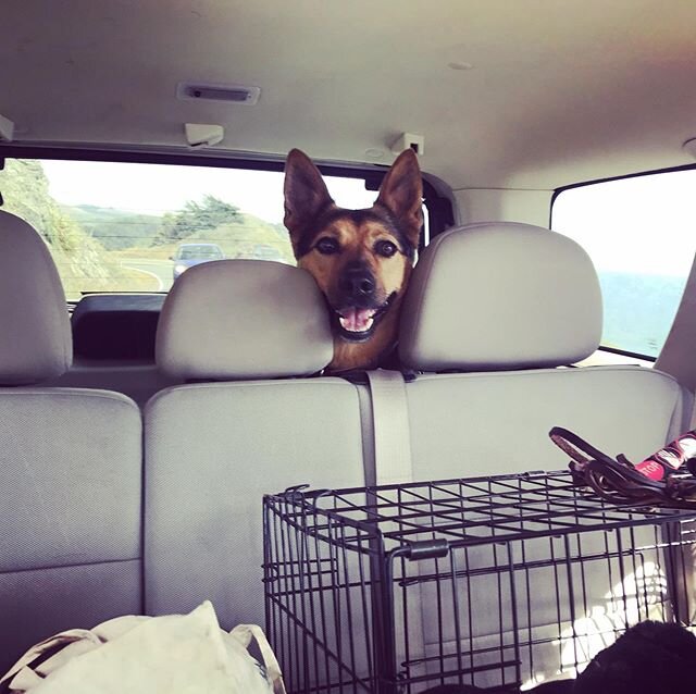The look on Holly&rsquo;s face when she realizes we are going to the beach #californiabeaches #beach #beachlife #californiahiking #californiahikes #germanshepherd #germanshepherdsofinstagram #germanshepherddog #germanshepherdsofig #cattledogsofinstag